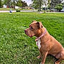 Ava Helena is registered to the contest to win money with this photo: animal, brown_dog, canine, collar, daylight, dog, grass, leash, mammal, nature, outdoor, park, pet, quiet, resting, side_view, spiked_collar, suburban, tree, watchful