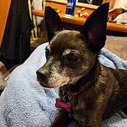 Farah is registered to the contest to win money with this photo: animal, blanket, blurred_background, brown_fur, closeup, collar, companion, cozy, cute, dog, domestic, furniture, indoor, kitchen, large_ears, pet, resting, small_dog, table, tag