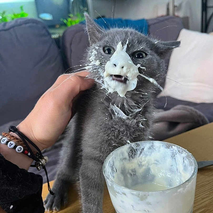 Chipie participe au concours pour gagner de l'argent avec cette photo : animal, beverage, blade, cat, computerhardware, cooking, cream, cup, dessert, electronics, food, hardware, icecream, kitten, knife, monitor, person, pet, screen, weapon