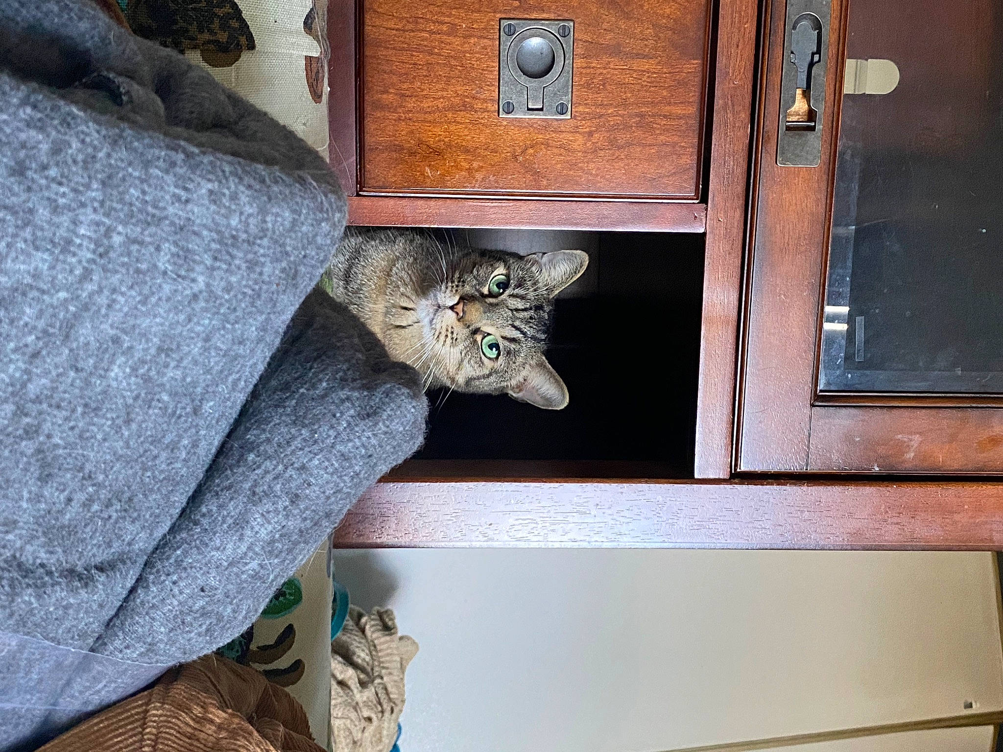 Wesley joined the competition — help win amazing prizes! cabinetry, carnivore, chair, door, door_handle, drawer, felidae, fur, grey, hardwood, home_door, metal, room, sleeve, small_to_medium_sized_cats, table, varnish, window, wood, wood_stain