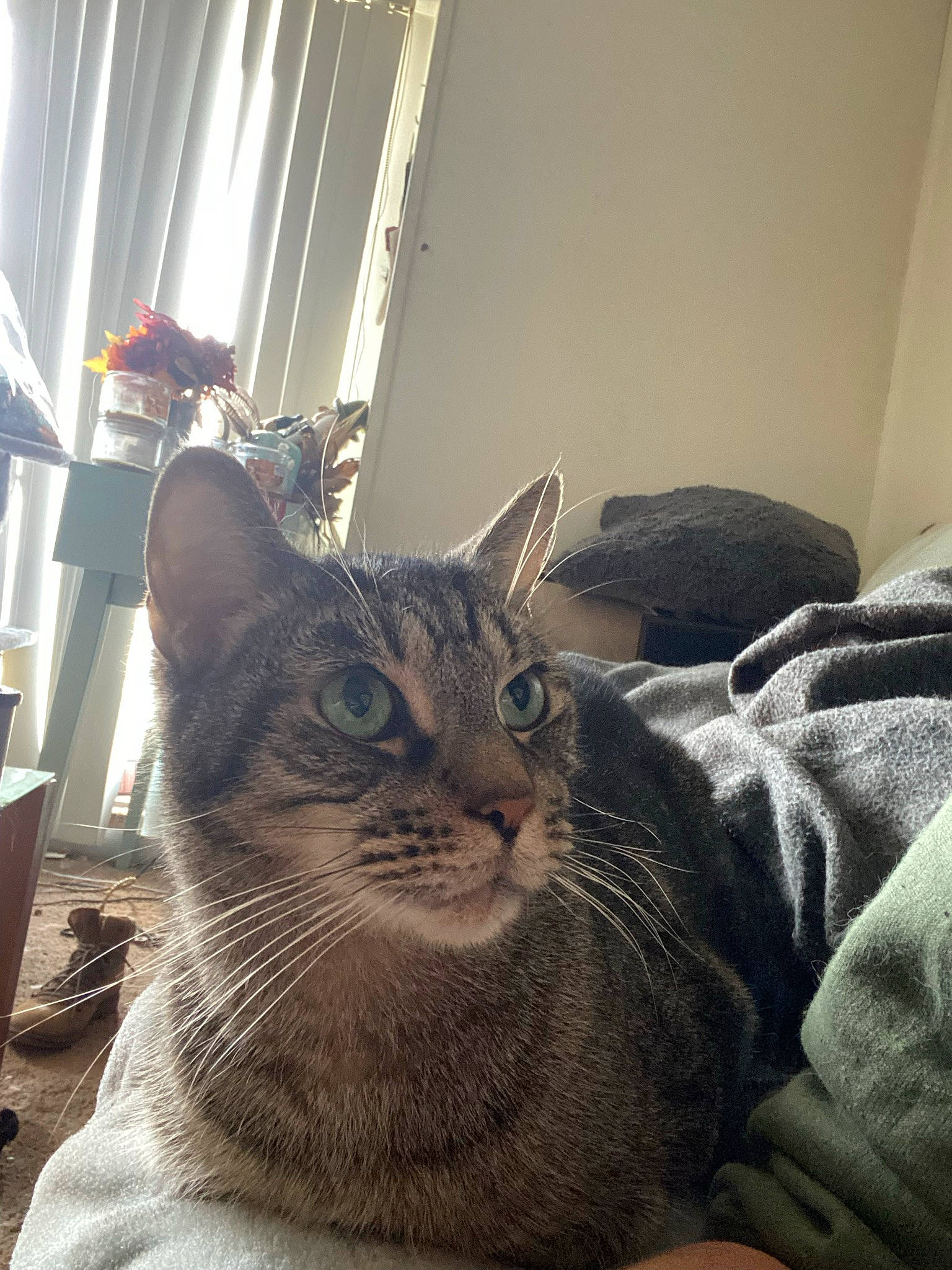 Wesley is registered to the contest to win money with this photo: carnivore, cat, comfort, curtain, domestic_short_haired_cat, door, felidae, fur, grey, houseplant, plant, selfie, small_to_medium_sized_cats, snout, terrestrial_animal, whiskers, window