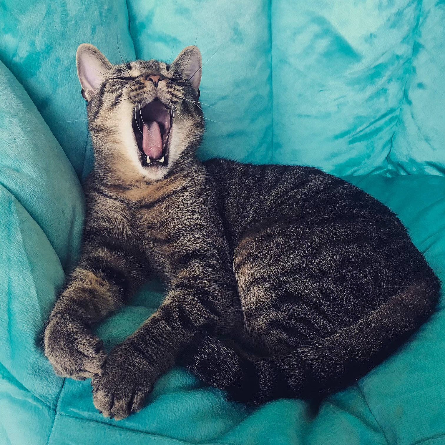 Wesley joined the competition — help win amazing prizes! carnivore, cat, comfort, domestic_short_haired_cat, fang, felidae, fur, grey, jaw, linens, nap, paw, sitting, small_to_medium_sized_cats, snout, terrestrial_animal, whiskers, wildlife, window, yawn