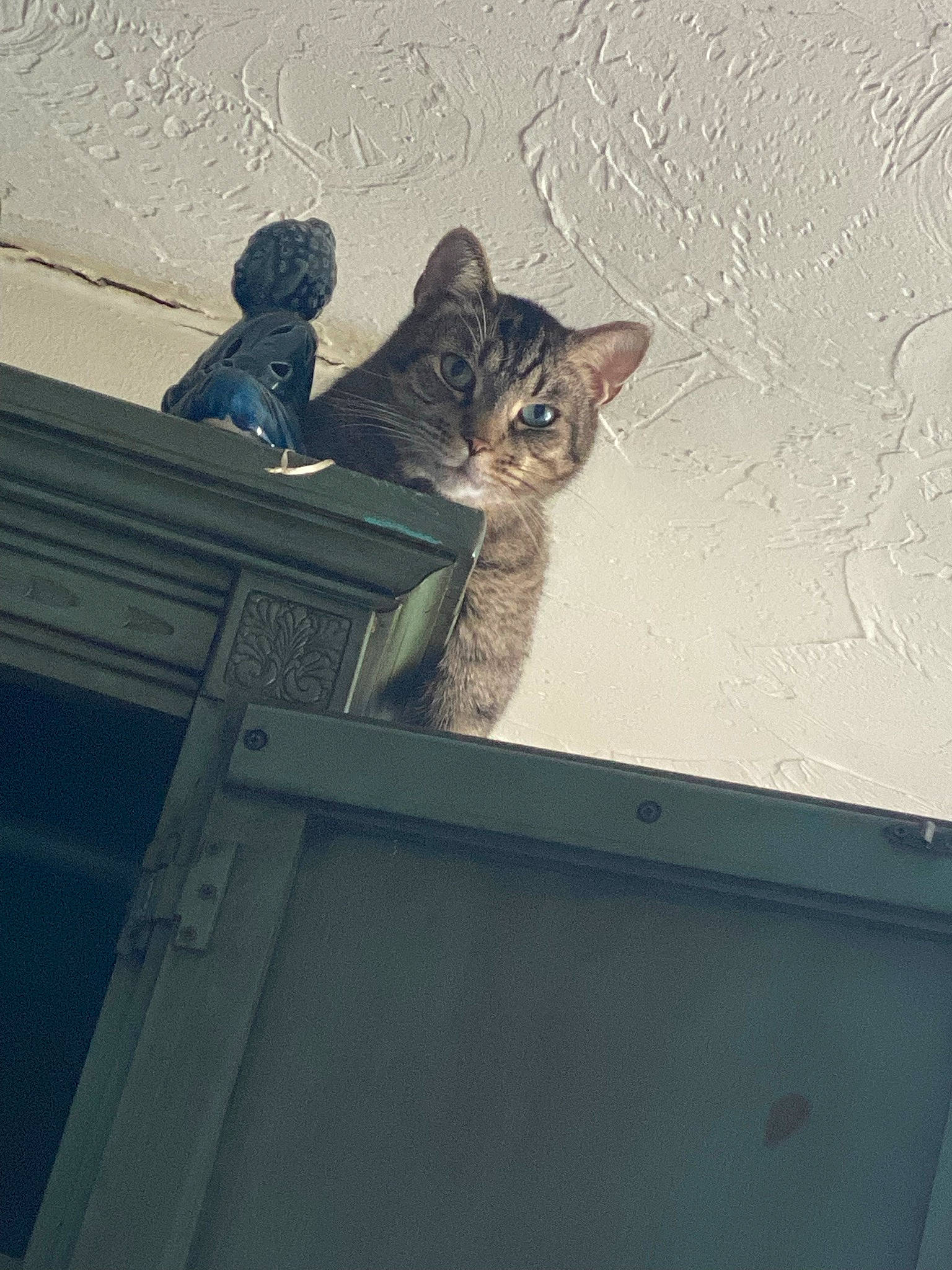 Wesley joined the competition — help win amazing prizes! carnivore, cat, domestic_short_haired_cat, felidae, fur, grey, metal, roof, small_to_medium_sized_cats, snout, tail, whiskers, wood