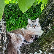 Romy a rejoint le concours — aidez-le/la à gagner de superbes lots ! animal, blue_eyes, branch, cat, closeup, curious, daylight, feline, fluffy, fur, garden, greenery, leaves, moss, nature, outdoor, pet, relaxed, tree, wildlife