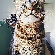 Helay participe au concours pour gagner de l'argent avec cette photo : american_shorthair, american_wirehair, asian, california_spangled, carnivoran, cat, cat_like_mammal, domestic_short_haired_cat, dragon_li, european_shorthair, eye, fauna, fur, kitten, mammal, pixie_bob, small_to_medium_sized_cats, snout, tabby_cat, whiskers