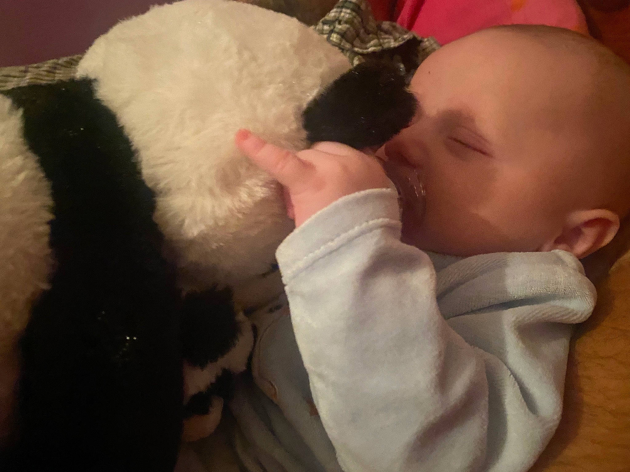 Kaël a rejoint le concours — aidez-le/la à gagner de superbes lots ! baby, comfort, companion_dog, dog_breed, ear, felidae, finger, fur, fur_clothing, gesture, happy, lap, mammal, nose, person, small_to_medium_sized_cats, stuffed_toy, tail, thumb, toddler