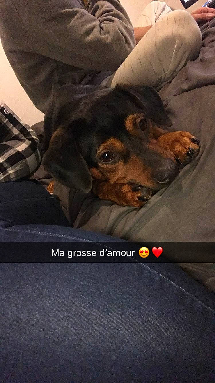 Olia participe au concours pour gagner de l'argent avec cette photo : canidae, carnivore, companion_dog, dobermann, dog, dog_breed, guard_dog, pinscher, rottweiler, snout, sporting_group, working_dog