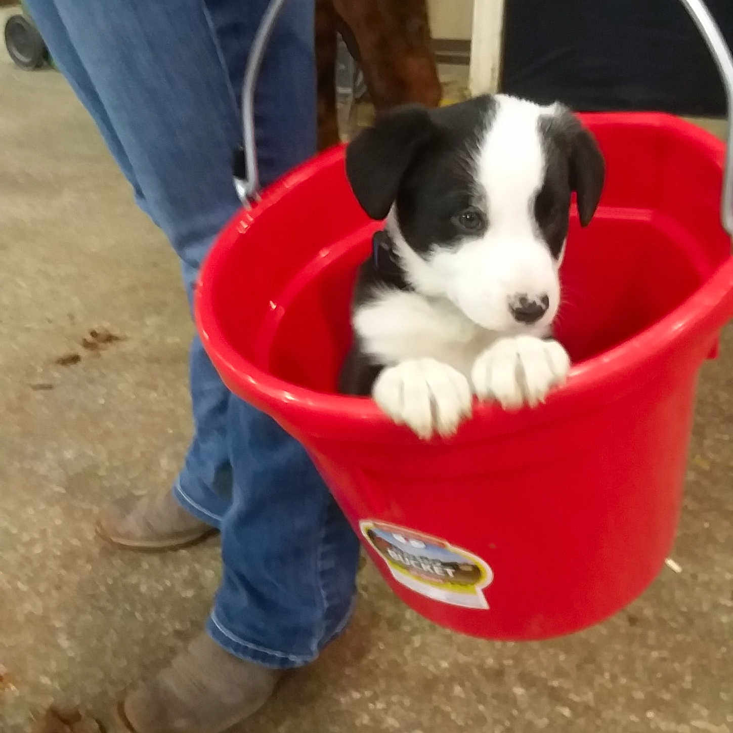 Zoey is registered to the contest to win money with this photo: animal_feed, boot, bowl, canidae, carnivore, companion_dog, denim, dog, dog_breed, dog_supply, foot, human_leg, ingredient, jeans, pet_food, pet_supply, recipe, shoe, snout, sporting_group