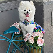 Luna joined the competition — help win amazing prizes! pomeranian, dog, white_dog, pet, flower_pots, bicycle, decorative_bike, pink_flowers, outdoor, sidewalk, brick_pavement, happy_dog, tongue_out, colorful_clothing, small_dog, window, gray_wall, cute_pet, animal, summer_vibes