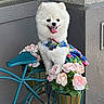 pomeranian, dog, white_dog, pet, flower_pots, bicycle, decorative_bike, pink_flowers, outdoor, sidewalk, brick_pavement, happy_dog, tongue_out, colorful_clothing, small_dog, window, gray_wall, cute_pet, animal, summer_vibes