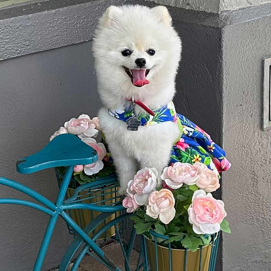 Luna joined the competition — help win amazing prizes! pomeranian, dog, white_dog, pet, flower_pots, bicycle, decorative_bike, pink_flowers, outdoor, sidewalk, brick_pavement, happy_dog, tongue_out, colorful_clothing, small_dog, window, gray_wall, cute_pet, animal, summer_vibes
