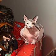 Pear joined the competition — help win amazing prizes! sphynx, cat, hairless_cat, pet, indoor, couch, red_couch, upholstery, looking_at_camera, big_ears, wrinkled_skin, green_eyes, lamp_reflection, shadow, living_room, wall, furniture, portrait, staring, animal