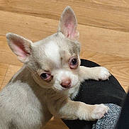 Sirius a rejoint le concours — aidez-le/la à gagner de superbes lots ! puppy, dog, small_dog, indoor, wooden_floor, pet, cute, animal, leg, looking_up, brown, white, ears, fur, paw, person, sock, clinging, curious, adorable