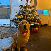 Billy participe au concours pour gagner de l'argent avec cette photo : dog, golden_retriever, bow_tie, christmas_tree, christmas_lights, presents, indoor, tile_floor, cabinet, curtains, window, decorations, festive, holiday, pet, animal, sitting, cute, home, evening