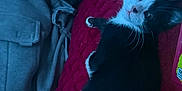 Coconut is registered to the contest to win money with this photo: cat, kitten, black_and_white, pet, animal, indoor, blanket, red, person, sweatpants, clothing, resting, cozy, fur, whiskers, cute, looking_up, relaxing, home, companion