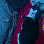 cat, kitten, black_and_white, pet, animal, indoor, blanket, red, person, sweatpants, clothing, resting, cozy, fur, whiskers, cute, looking_up, relaxing, home, companion