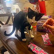 Coconut is registered to the contest to win money with this photo: cat, black_and_white, table, lollipop, hand, kitchen, balloon, packaging, chair, wooden_surface, indoor, food, curious, pet, domestic, feline, snack, person_hand, celebration, background