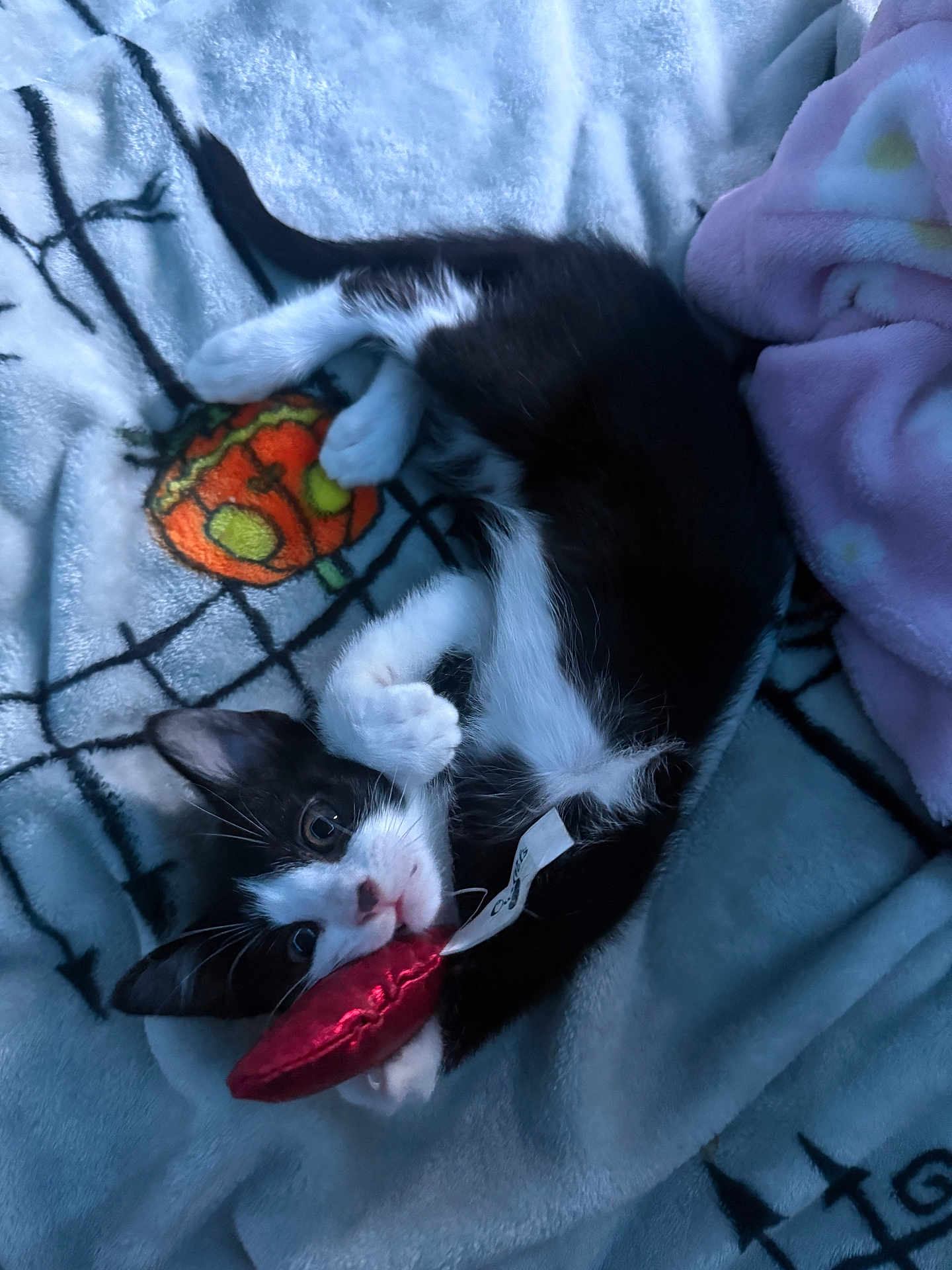 Coconut joined the competition — help win amazing prizes! kitten, cat, black_and_white, toy, blanket, pumpkin, playful, cute, pet, animal, indoor, cozy, fur, whiskers, paw, claws, looking, lying_down, soft, young