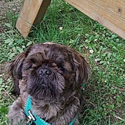 Volt a rejoint le concours — aidez-le/la à gagner de superbes lots ! dog, grass, outdoor, wood, picnic_table, pet, flower, greenery, sitting, brown, canine, harness, shoe, footwear, nature, daylight, animal, small_dog, casual, relaxing