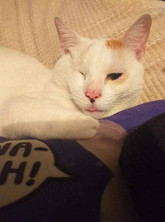 Xena a rejoint le concours — aidez-le/la à gagner de superbes lots ! carnivore, cat, claw, cloud, comfort, domestic_short_haired_cat, fawn, felidae, fur, nap, paw, small_to_medium_sized_cats, square, tail, terrestrial_animal, whiskers