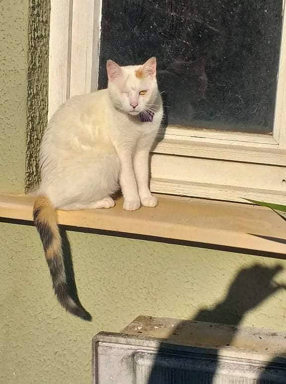 Xena participe au concours pour gagner de l'argent avec cette photo : carnivore, cat, claw, domestic_short_haired_cat, fawn, felidae, fur, metal, paw, sitting, small_to_medium_sized_cats, snout, tail, terrestrial_animal, whiskers, window, wood