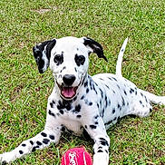 Dixie is registered to the contest to win money with this photo: dalmatian, puppy, dog, grass, outdoor, playful, pet, animal, canine, tennis_ball, lying_down, tongue_out, happy, nature, greenery, young_dog, spotty, fun, summer, park