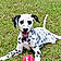 Dixie