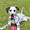dalmatian, puppy, dog, grass, outdoor, playful, pet, animal, canine, tennis_ball, lying_down, tongue_out, happy, nature, greenery, young_dog, spotty, fun, summer, park