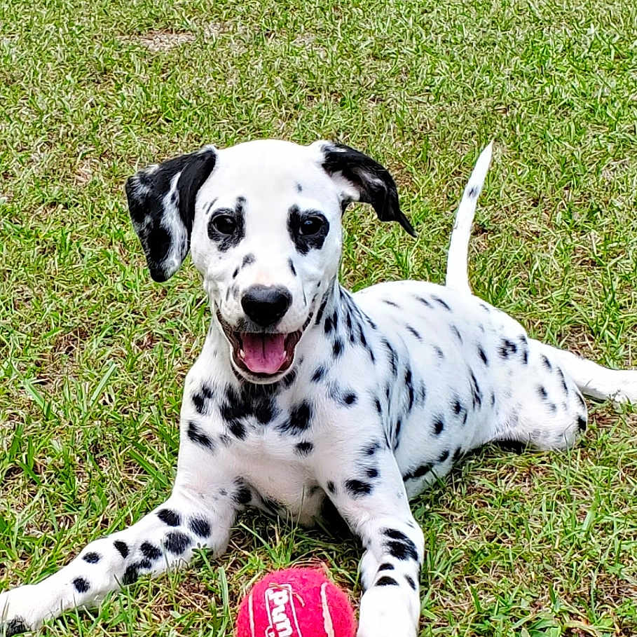 Dixie is registered to the contest to win money with this photo: dalmatian, puppy, dog, grass, outdoor, playful, pet, animal, canine, tennis_ball, lying_down, tongue_out, happy, nature, greenery, young_dog, spotty, fun, summer, park