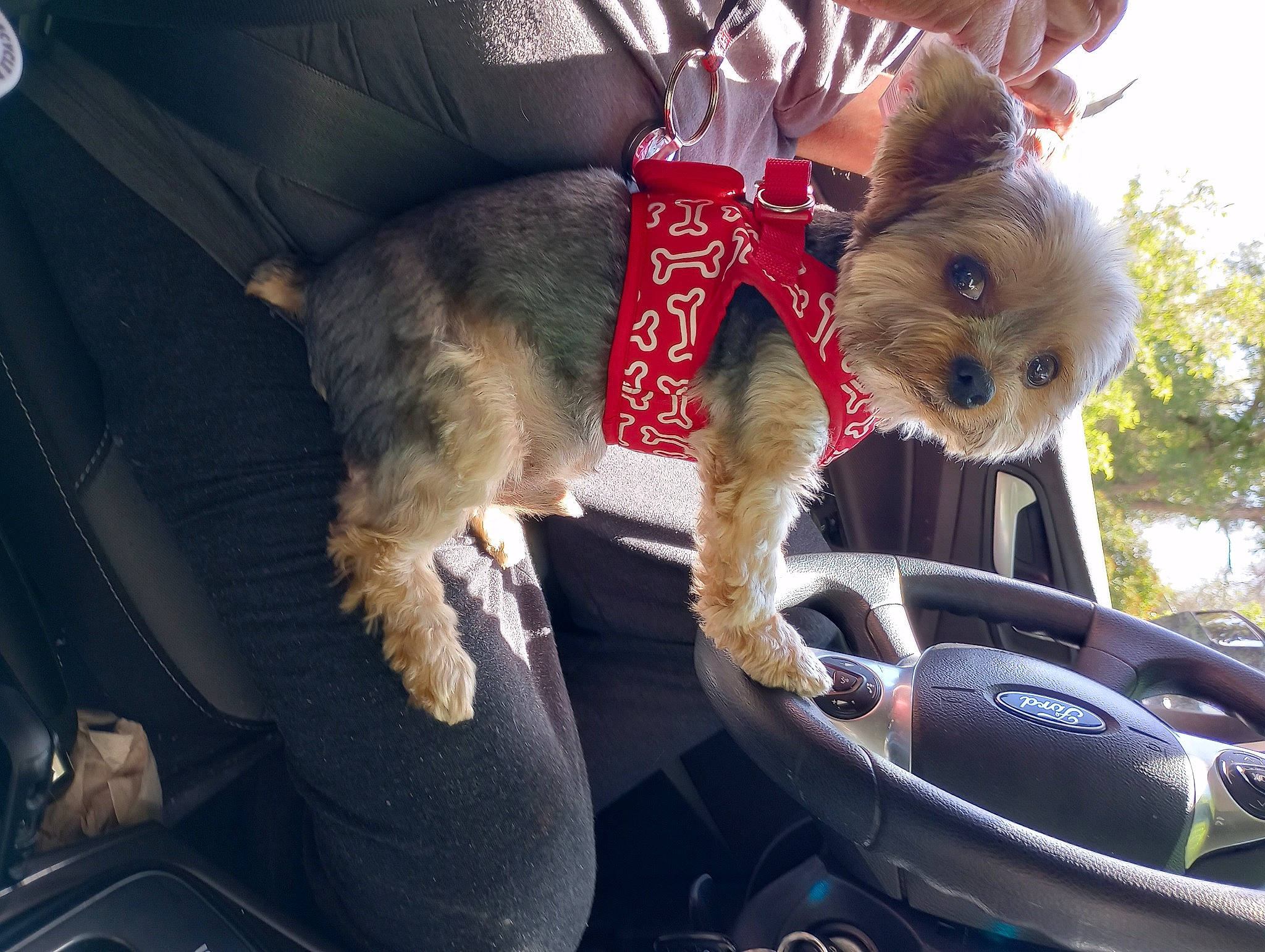 Scooby joined the competition — help win amazing prizes! auto_part, automotive_exterior, car, carnivore, companion_dog, dog, dog_breed, dog_clothes, dog_supply, fawn, motor_vehicle, small_terrier, snout, steering_wheel, sunglasses, terrier, toy, toy_dog, vehicle, working_animal