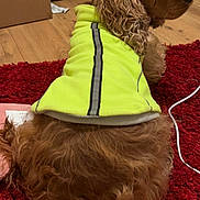 Charlie joined the competition — help win amazing prizes! dog, brown_fur, curly_fur, yellow_vest, reflective_clothing, indoor, carpet, red_carpet, wooden_floor, pet, animal, looking_back, curious, cozy, domestic, household, fur, mammal, companion, resting