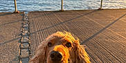 Charlie is registered to the contest to win money with this photo: dog, golden_retriever, sunset, pier, ocean, water, sky, clouds, outdoor, sunlight, happy, pet, animal, canine, leash, nature, warm_light, portrait, smiling, fur