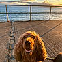 dog, golden_retriever, sunset, pier, ocean, water, sky, clouds, outdoor, sunlight, happy, pet, animal, canine, leash, nature, warm_light, portrait, smiling, fur