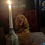 dog, candle, wooden_table, curly_hair, indoor, dim_lighting, vintage, red_leather_seat, window, glass, warm_light, tongue_out, pet, animal, cozy, dark_room, fur, sitting, table, decor