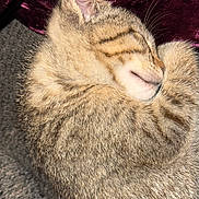 Shade is registered to the contest to win money with this photo: animal, carpet, cat, closeup, cozy, curled_up, cute, ear, fur, indoor, peaceful, pet, purple_fabric, resting, sleeping, soft, tabby_cat, tail, texture, whiskers