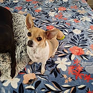 Charlie is registered to the contest to win money with this photo: dog, small_dog, chihuahua, bed, blanket, floral_pattern, cushion, indoor, pet, animal, fur, ears, curious, looking_up, resting, companion, cute, domestic, two_dogs, soft_texture