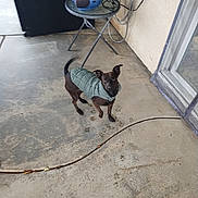 Coco joined the competition — help win amazing prizes! dog, pet, jacket, concrete, patio, table, radio, cords, paw_prints, outdoor, small_dog, black_dog, curious, looking_up, glass_door, wall, floor, sidewalk, house, quiet