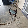 dog, pet, jacket, concrete, patio, table, radio, cords, paw_prints, outdoor, small_dog, black_dog, curious, looking_up, glass_door, wall, floor, sidewalk, house, quiet