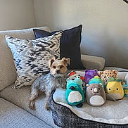 Blazey is registered to the contest to win money with this photo: dog, small_dog, couch, pillows, dog_bed, plush_toys, stuffed_animals, indoor, pet, furniture, cozy, home, relaxing, curious, animal, fur, cute, resting, living_room, decor