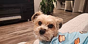Blazey joined the competition — help win amazing prizes! dog, small_dog, pet, blue_shirt, cartoon_pattern, couch, living_room, plant, wood_floor, kitchen, furniture, cozy, indoor, relaxed, cute, animal, portrait, face, ears, fur
