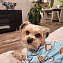 dog, small_dog, pet, blue_shirt, cartoon_pattern, couch, living_room, plant, wood_floor, kitchen, furniture, cozy, indoor, relaxed, cute, animal, portrait, face, ears, fur