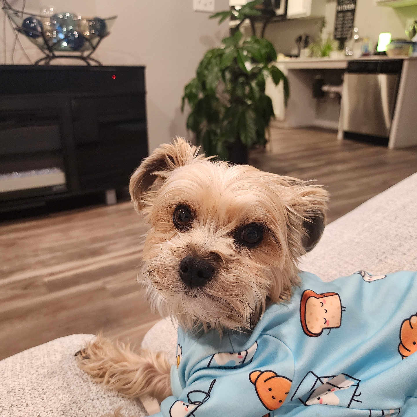 Blazey joined the competition — help win amazing prizes! animal, blue_shirt, cartoon_pattern, couch, cozy, cute, dog, ears, face, fur, furniture, indoor, kitchen, living_room, pet, plant, portrait, relaxed, small_dog, wood_floor