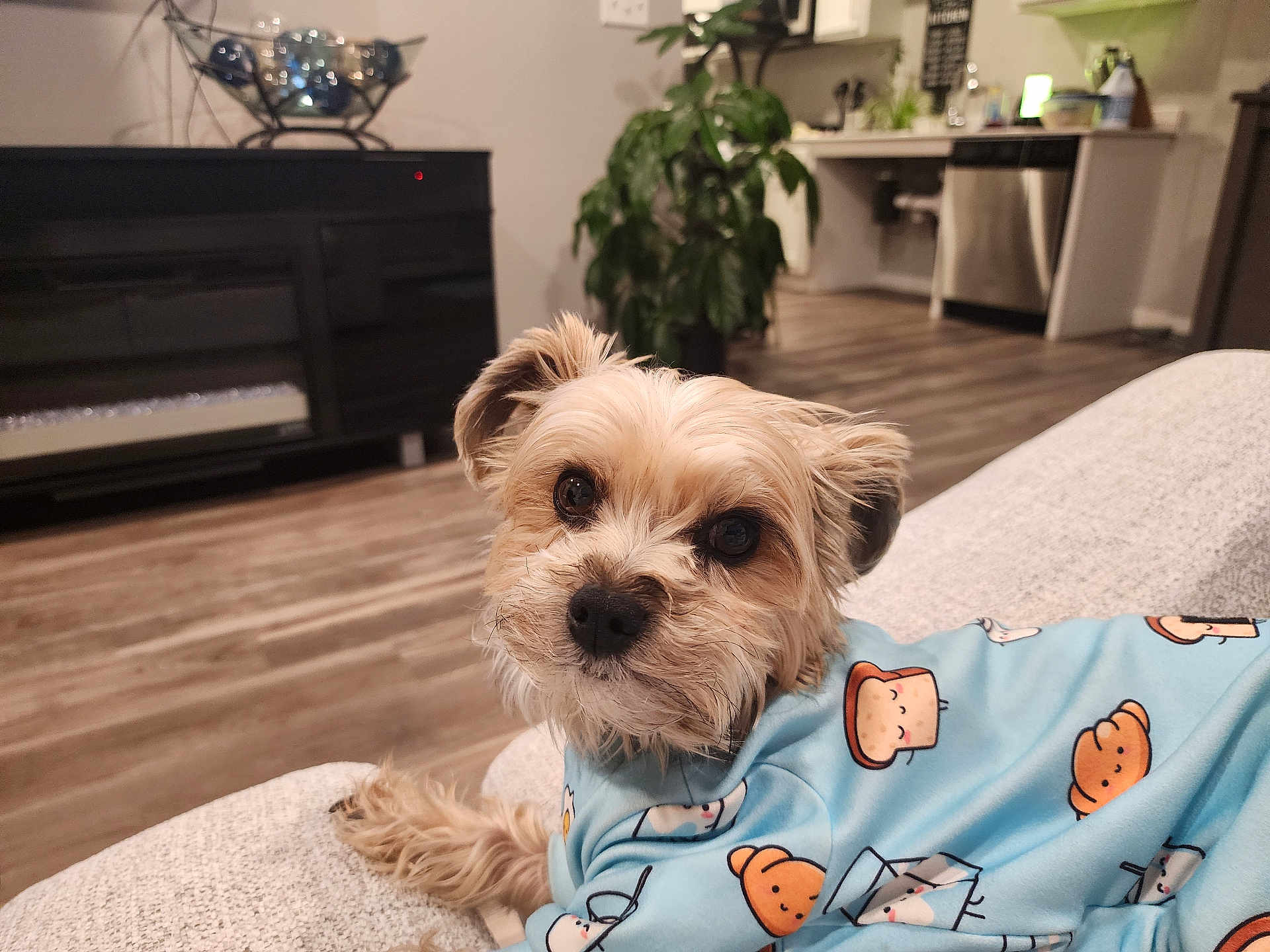 Blazey joined the competition — help win amazing prizes! dog, small_dog, pet, blue_shirt, cartoon_pattern, couch, living_room, plant, wood_floor, kitchen, furniture, cozy, indoor, relaxed, cute, animal, portrait, face, ears, fur