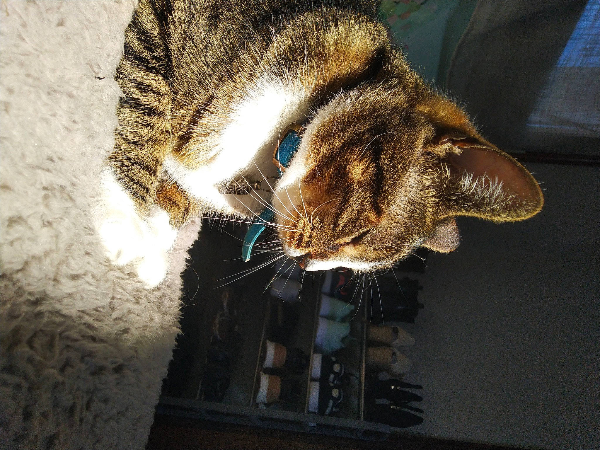 Paprika participe au concours pour gagner de l'argent avec cette photo : carnivore, cat, claw, domestic_short_haired_cat, ear, eye, felidae, fur, paw, small_to_medium_sized_cats, snout, tail, tree, whiskers, window