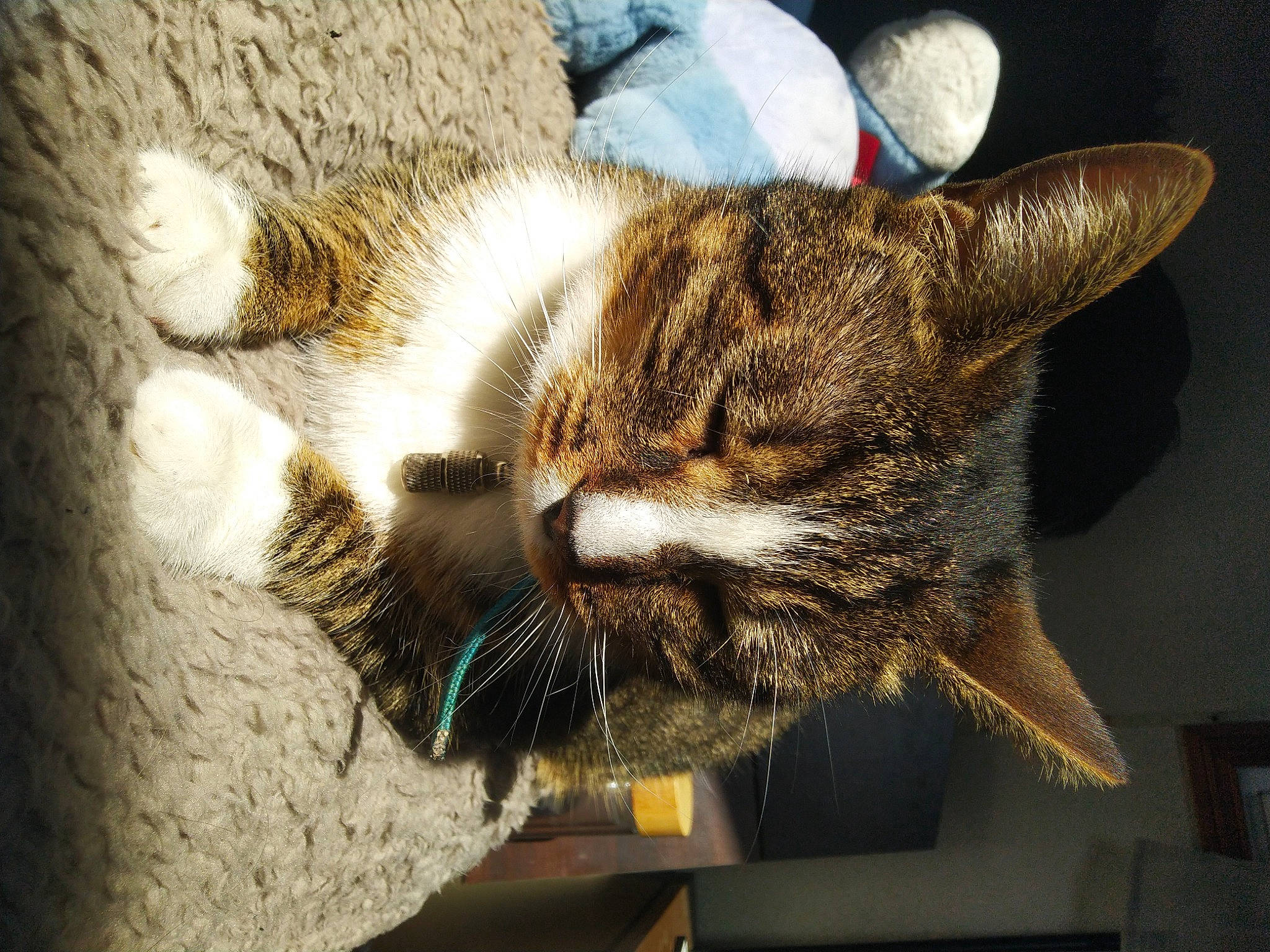 Paprika participe au concours pour gagner de l'argent avec cette photo : carnivore, cat, claw, comfort, darkness, domestic_short_haired_cat, door, ear, felidae, fur, nap, paw, sleep, small_to_medium_sized_cats, snout, tail, terrestrial_animal, whiskers, wood