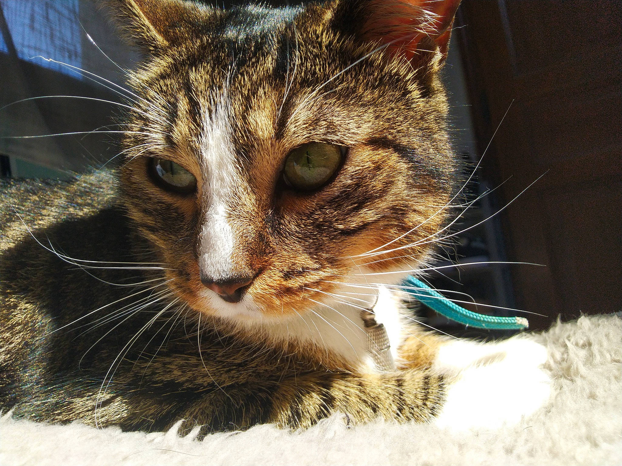 Paprika a rejoint le concours — aidez-le/la à gagner de superbes lots ! carnivore, cat, claw, domestic_short_haired_cat, eye, felidae, fur, grass, organism, paw, small_to_medium_sized_cats, snout, terrestrial_animal, tree, whiskers, wildlife