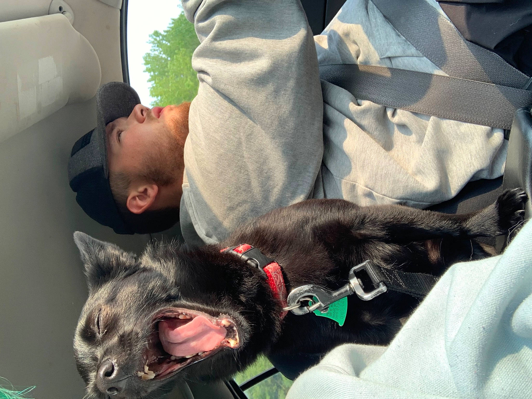 Teddy is registered to the contest to win money with this photo: bag, car_seat, car_seat_cover, carnivore, comfort, dog_breed, domestic_short_haired_cat, family_car, fang, felidae, fur, grey, hat, mammal, nap, small_to_medium_sized_cats, vehicle_door, vertebrate, whiskers, window