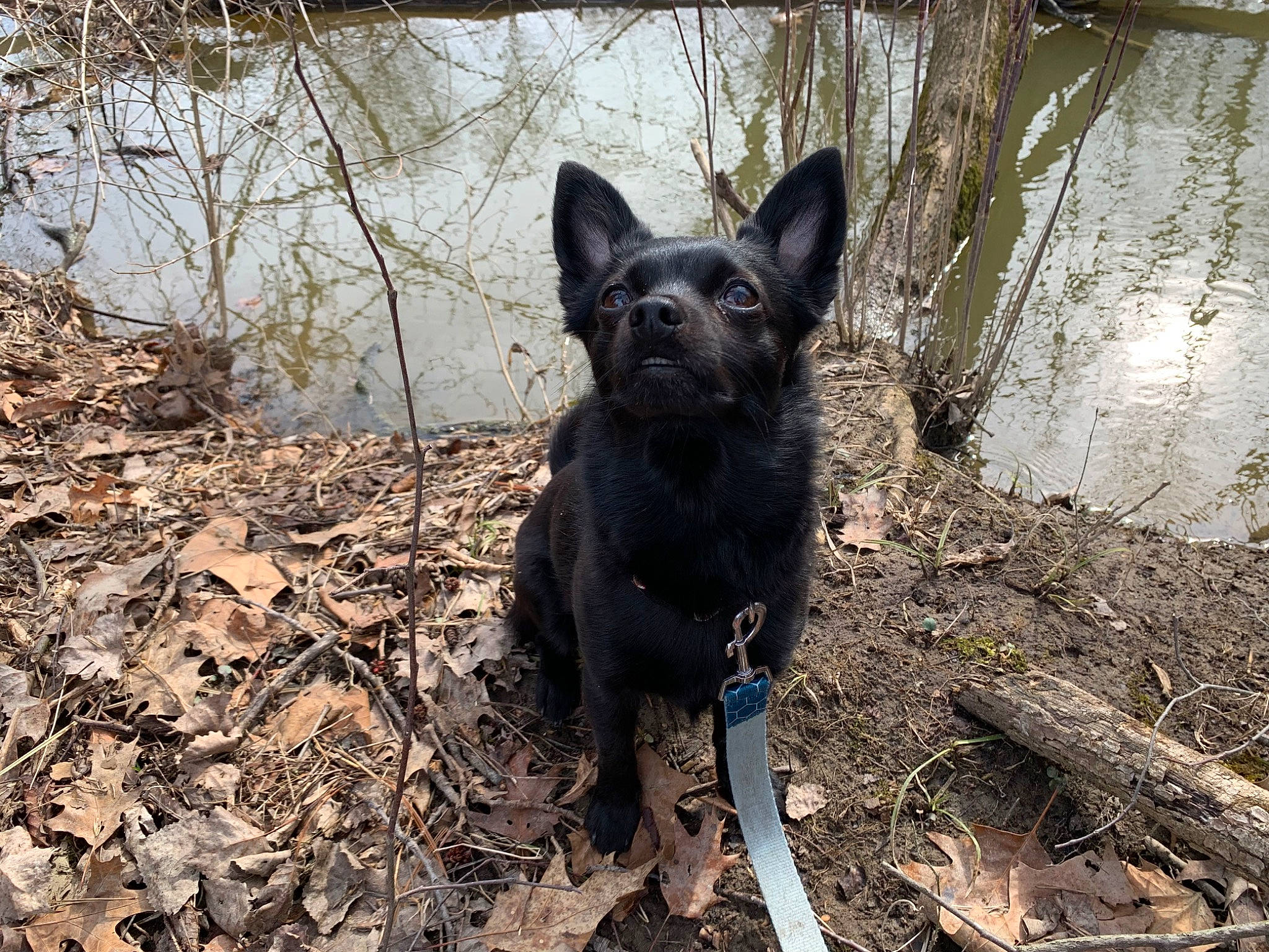 Teddy joined the competition — help win amazing prizes! black_norwegian_elkhound, canidae, carnivore, companion_dog, dog, dog_breed, non_sporting_group, snout, soil, sporting_group, terrestrial_animal, twig, water, wood, working_animal, working_dog