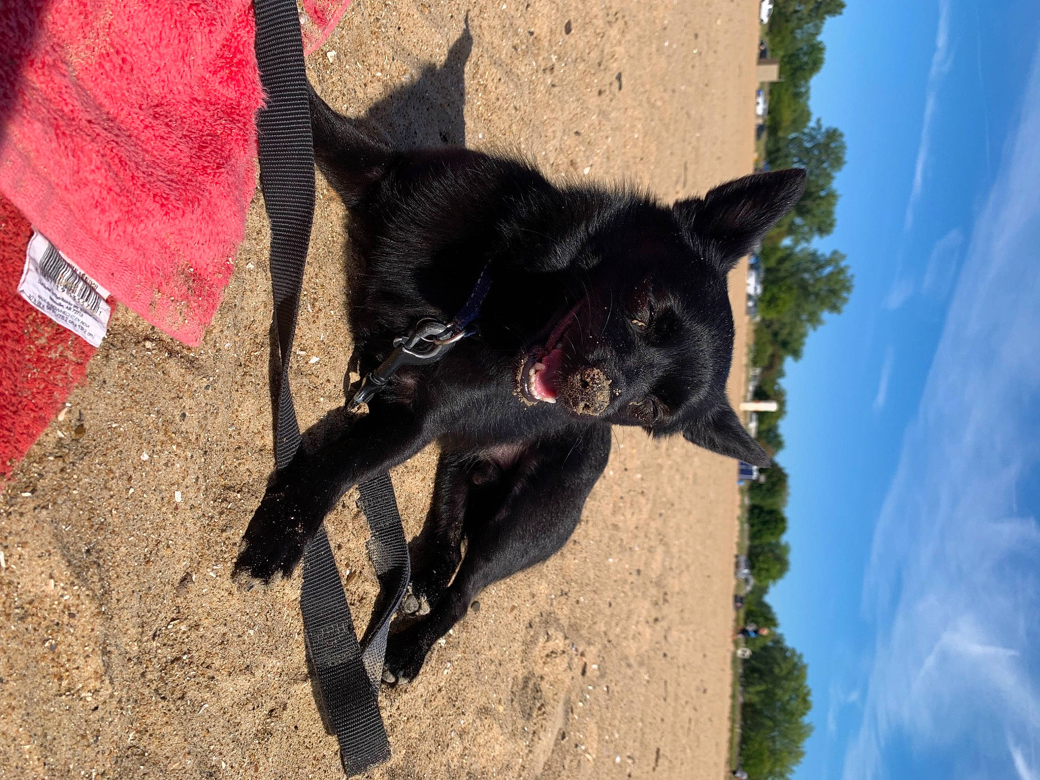 Teddy joined the competition — help win amazing prizes! adventure, canidae, carmine, carnivore, cloud, companion_dog, dog, dog_breed, fawn, felidae, fur, plant, sky, small_to_medium_sized_cats, snout, soil, sporting_group, tail, tree, working_animal