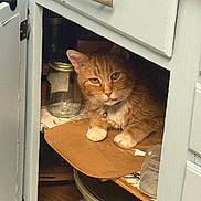 Scotty joined the competition — help win amazing prizes! animal, bell, cardboard, cat, collar, cozy, curious, door, feline, glass_jar, home, indoor, jar, kitchen_cabinet, orange_tabby, paw, pet, resting, shelf, wood_floor